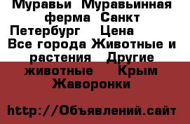 Муравьи, Муравьинная ферма. Санкт-Петербург. › Цена ­ 550 - Все города Животные и растения » Другие животные   . Крым,Жаворонки